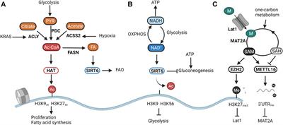 Metabolic Fuel for Epigenetic: Nuclear Production Meets Local Consumption